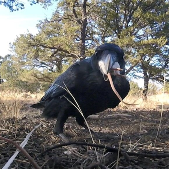 Hi there, I'm Lola! - Picture 4 of 4